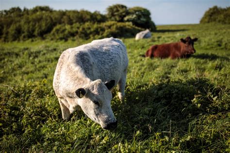 Storm Chaser Videos Cows Flying In Tornado Watch