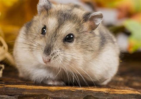 Hamster Definition And Meaning With Pictures Picture Dictionary And Books