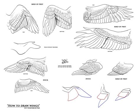 How To Draw Wings Resources By Fan The Little Demon On Deviantart