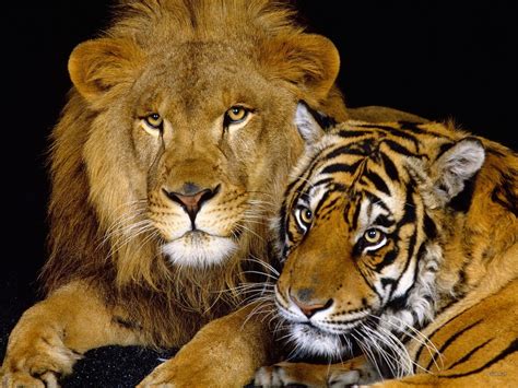 Big Cats - Wild Animals Photo (3633223) - Fanpop