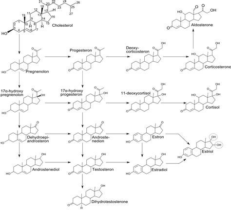 Steroidhormone sind steroide, die als hormone wirken. Cytologie: Sexualhormone