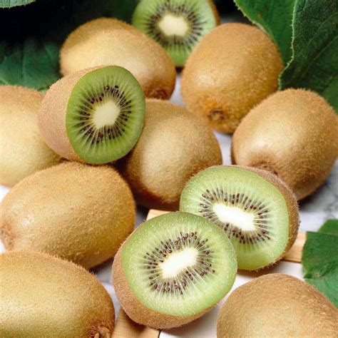 Jenny Kiwi Vine Hardy Self Fruitful Easy To Grow 4 Pot