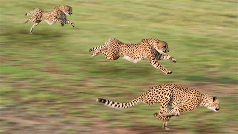 Three Cheetahs Animals Cheetahs Running Motion Blur Hd Wallpaper
