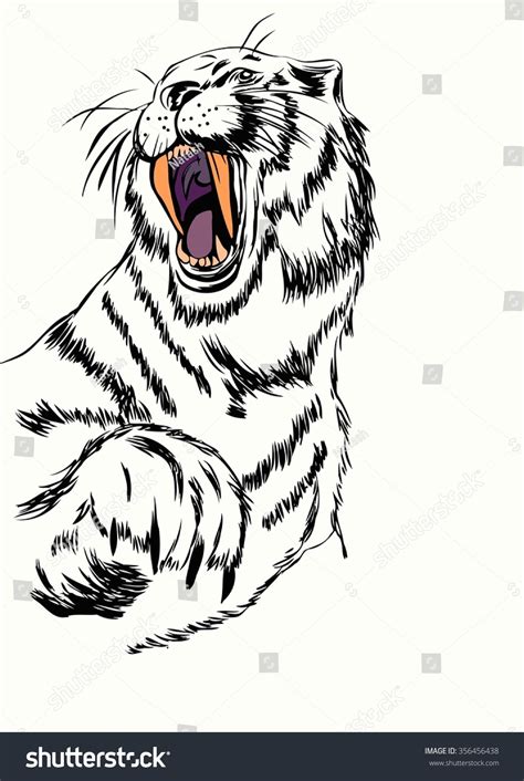 Sketch Tiger Head Open Mouth Stock Vector Royalty Free