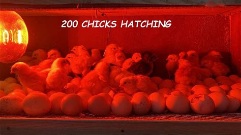200 Chicks Hatching At Homemade Incubator Homemade Incubator Hatching Result Youtube