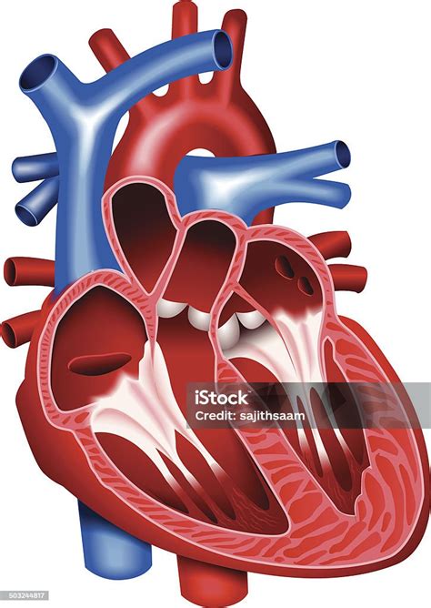 심장 단면도에 대한 스톡 벡터 아트 및 기타 이미지 단면도 인간의 심장 일러스트레이션 Istock