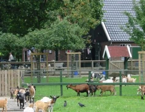 Kinderboerderij Noord In Enschede Uit In Enschede