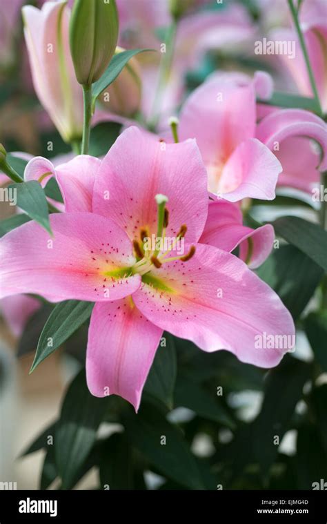Lilium Fine Romance Pink Oriental Lily Flower Stock Photo Alamy