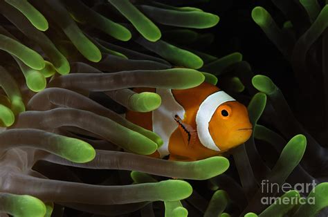 Clownfish In Green Anemone Indonesia Photograph By Todd Winner Fine