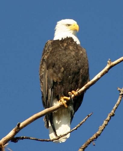 Eagle On A Branch