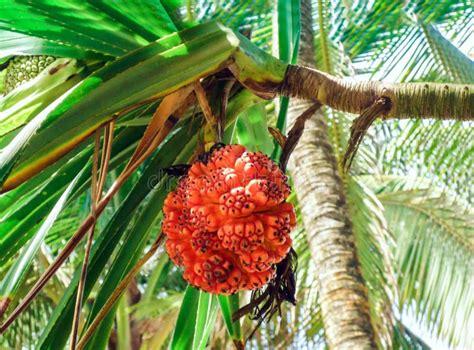 Fruto Tropical Vermelho Na Palma Da árvore Em Sri Lanka Imagem de Stock