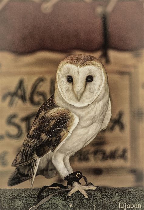 The White Owl 3 Lujaban Flickr