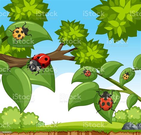 Many Ladybug Insects In The Garden Scene Stock Illustration Download