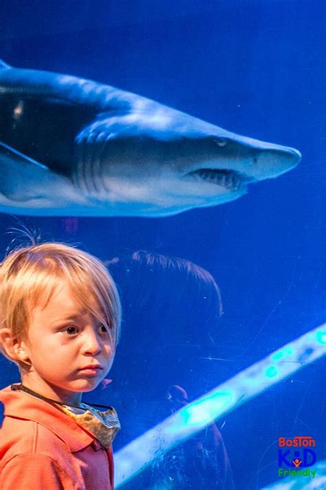 Visiting The Mystic Aquarium What You Need To Know Before You Go