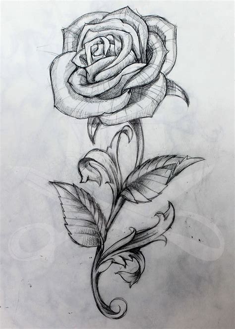 A Pencil Drawing Of A Rose With Leaves On Its Stem And The Petals