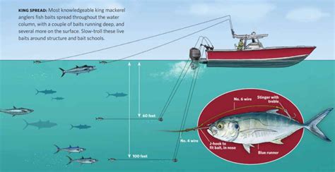 King Mackerel Fishing Fish Destin King Mackerel Facts Charter