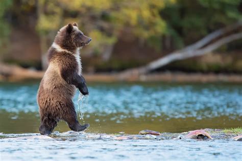 Bears Nature Animals River Baby Animals Grizzly Bears Grizzly Bear Wallpapers Hd Desktop
