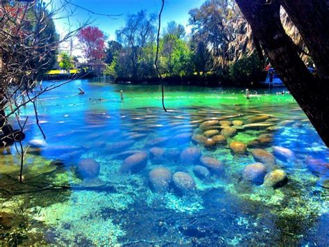 Three Sisters Spring Citrus County Look At All The Manatees
