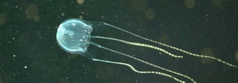 Australian Box Jellyfish 15 Fascinating Facts