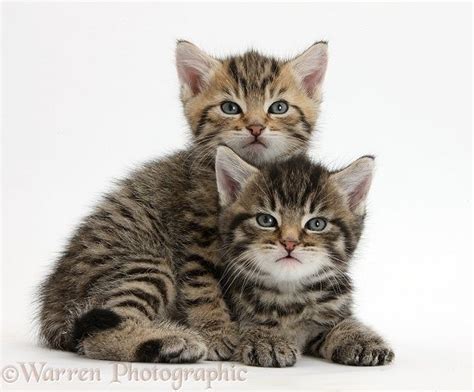 Two Cute Tabby Kittens Photo Tabby Kitten Baby Cats Kittens Cutest