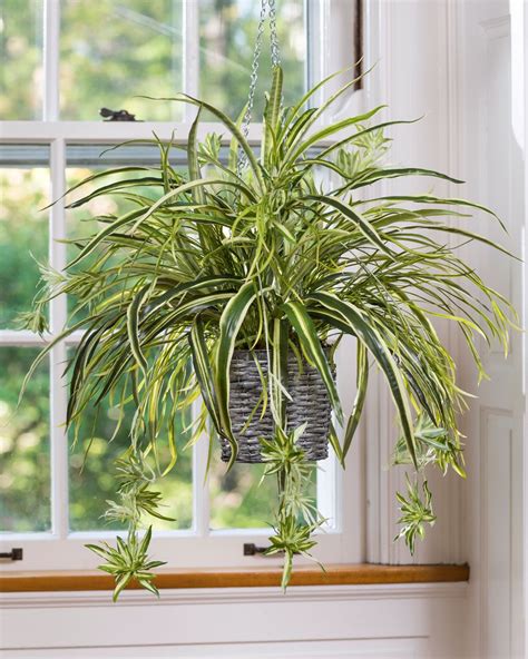 15 Best Low Light Indoor Plants Indoor Vines Hanging Plants Indoor