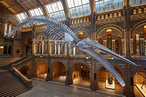 伦敦自然历史博物馆揭开蓝鲸骨架的面纱 设计 奇妙的博物馆 华声在线专题