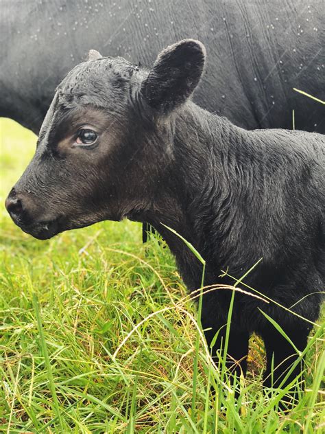 Newborn Dexter Cow Aww