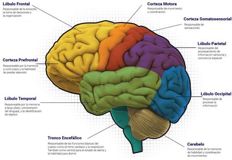 El Mapa Cerebral eVOX Qué Es y Cómo Funciona