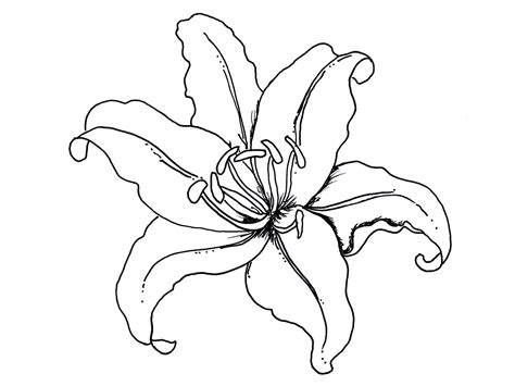 Filed under plant and flower coloring pages. applique for Lilly's quilt | Flower coloring pages, Flower ...