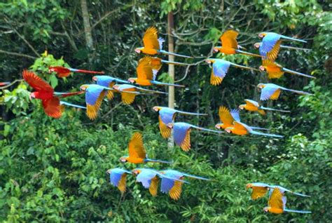 Parrots Flying In The Rainforest