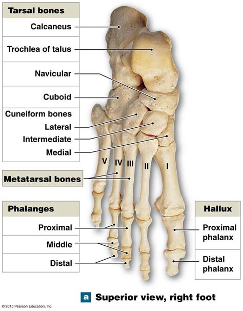Bones Of The Ankle And Foot Bones Of The Ankle Human Body Bones