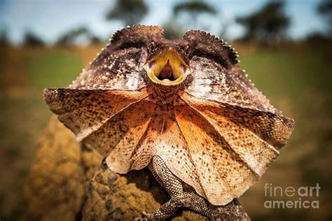 Frill Neck Lizard Displaying Photograph By Paul Williamsscience Photo