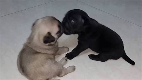 Black And Fawn Pug Puppy Playing Youtube