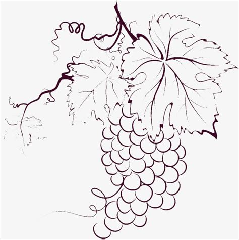 The Best Free Grapevine Drawing Images Download From 24
