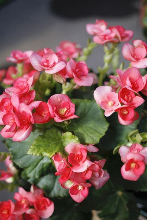 1000 Images About Begonias On My Garden Deck On Pinterest