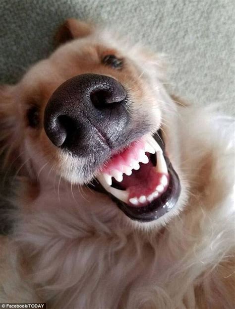 Hilarious Collection Of Dogs Smiling Will Make Your Day