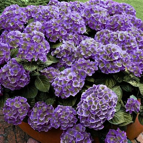 Cottage Farms Direct Perennials Violet Crown Hydrangea