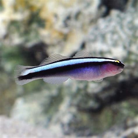 Hybrid Cleaner Goby Captive Bred Ora Saltwater Aquarium Corals For