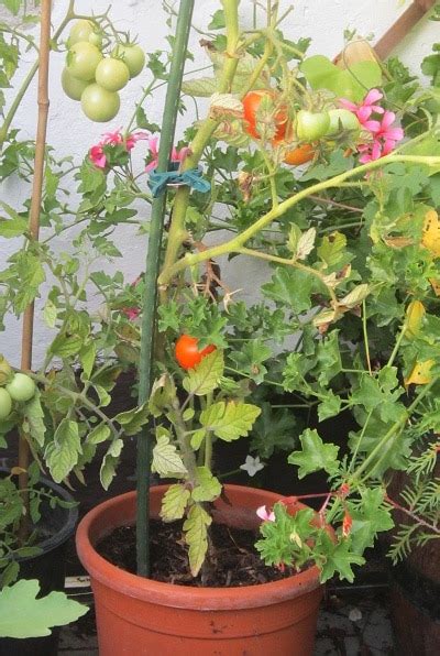 Die sommerbewohner der südlichen regionen beginnen, frühe tomaten für den anbau in einem gewächshaus zu pflanzen. Tomatenanbau auf dem Balkon - Gartenzeitung.com
