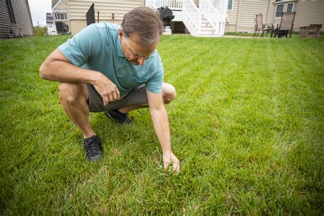 Whats Wrong With My Lawn 5 Common Lawn Problems And Solutions For Central And Southern Md