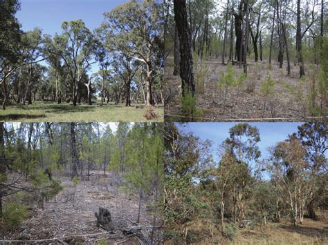 Examples Of Variation In The Mid Storey Of Open Forests And Woodlands