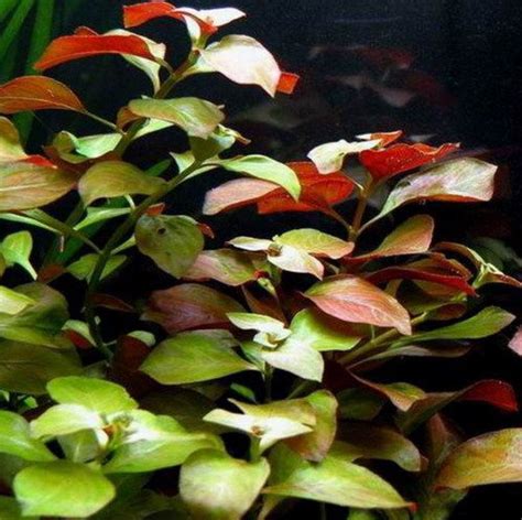 Ludwigia Repens Super Red Live Aquarium Plants Freshwater Decorations