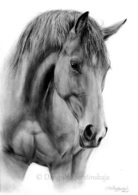 A Horse’s Head – Caro Field Author | Horse drawings, Realistic horse