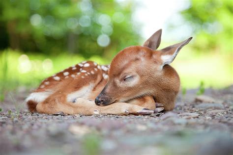 Newborn White Tailed Deer Fawn Sleeping Photograph By Terryfic3d Fine