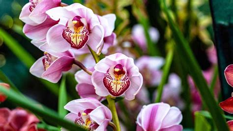 Como Cuidar De Orquídeas Veja 4 Dicas Para Deixar Suas Flores Mais Lindas