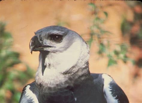 50 Harpy Eagle Facts About The Worlds Strongest Bird