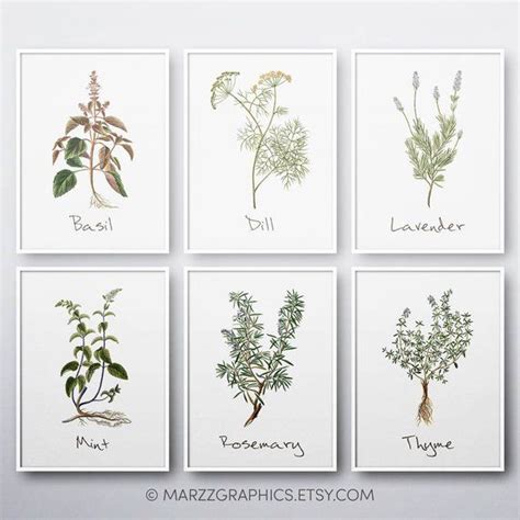 Kitchen Herbs Kitchen Wall Art Kitchen Prints Set Of 6 Etsy Herb