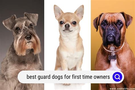 Best Guard Dogs For First Time Owners Photos Oodle Life