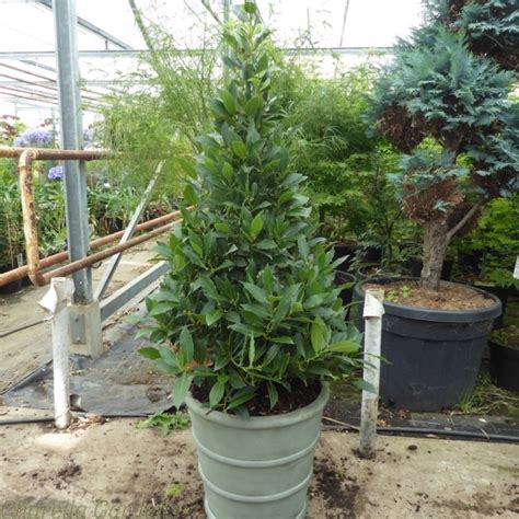 buy ready potted topiary trees bay tree pyramid cones in mayfair planters delivery by