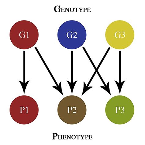 Difference Between Genotype And Blood Group Compare The Difference